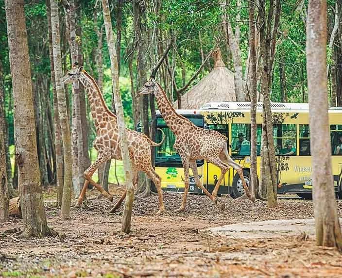 Vinpearl Safari