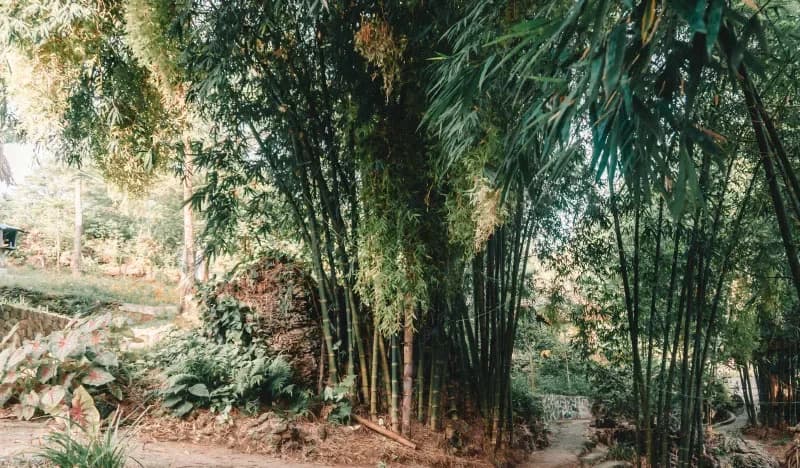 Không gian xanh & vườn hoa
