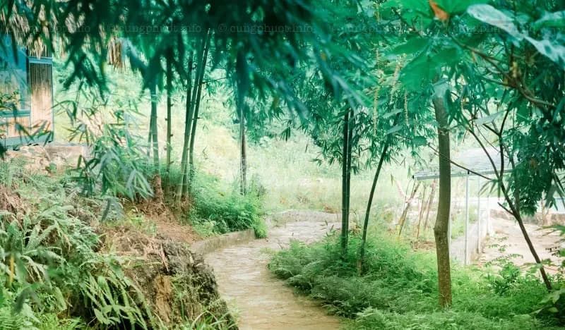Vườn hoa & lối dạo bộ