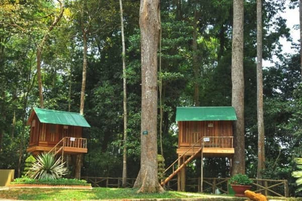 Nhà trên cây giữa rừng