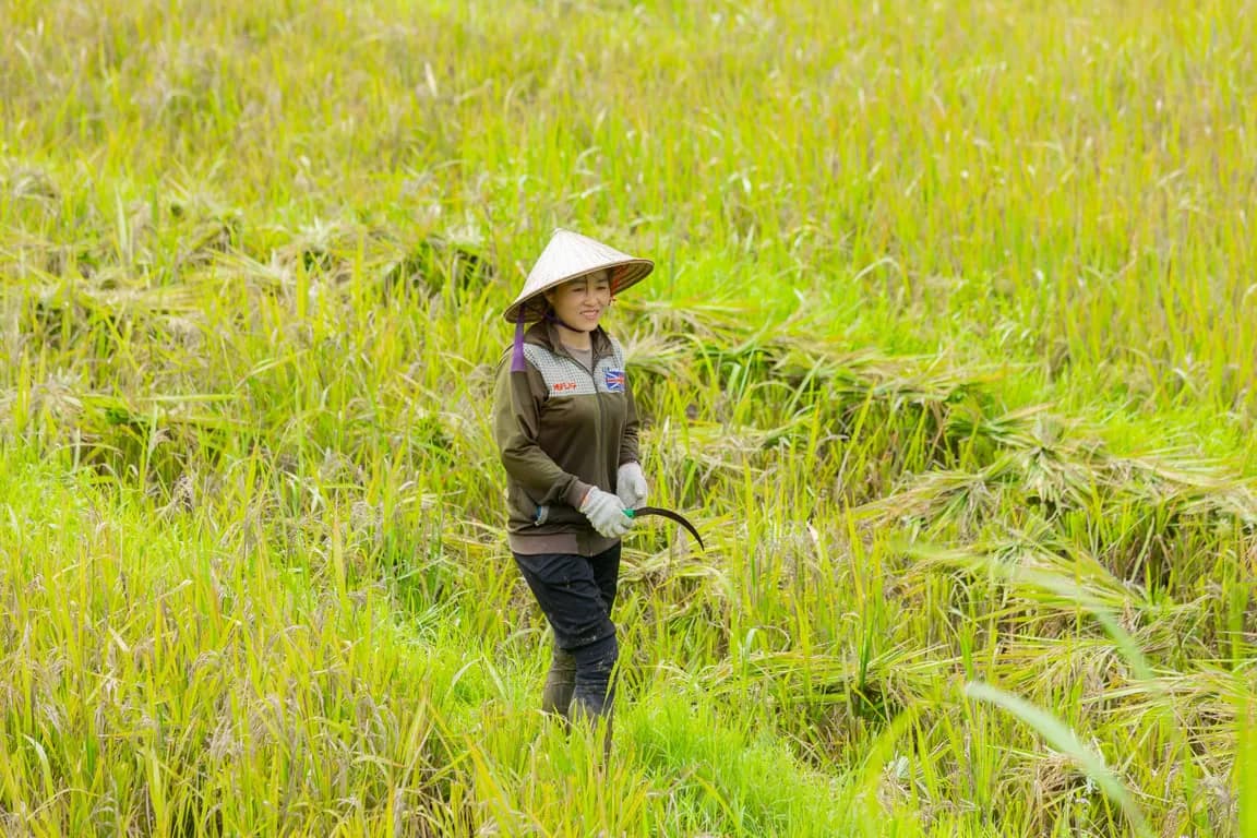 Gặt lúa cùng người Thái