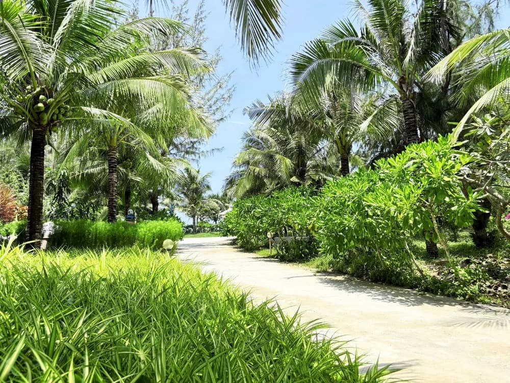 Vườn dừa ven biển