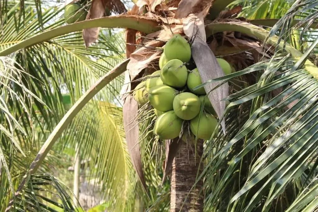 Vườn dừa sông nước
