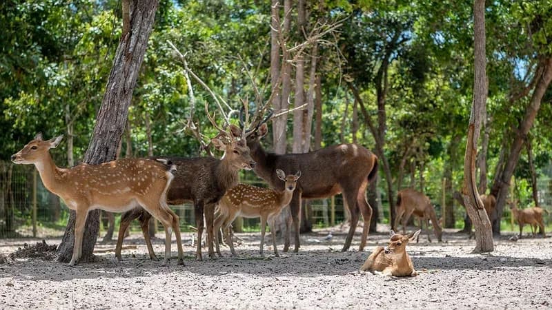 Vườn thú Minizoo