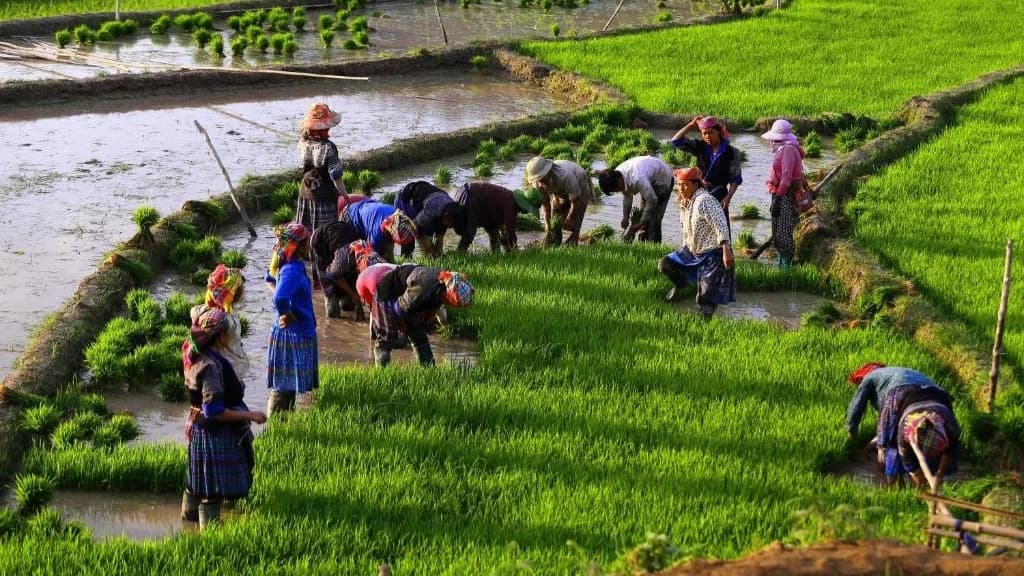 Mùa nước đổ & mùa cấy