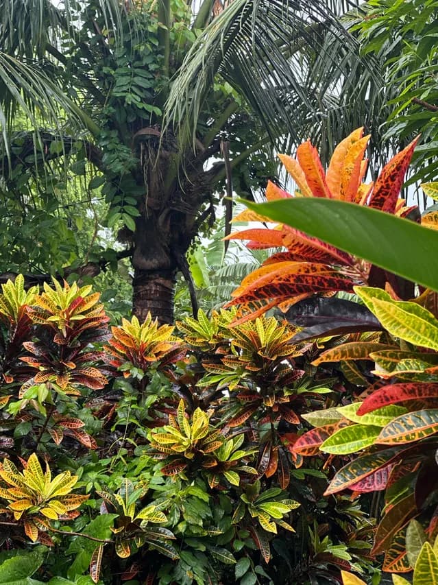 Khu vườn nhiệt đới