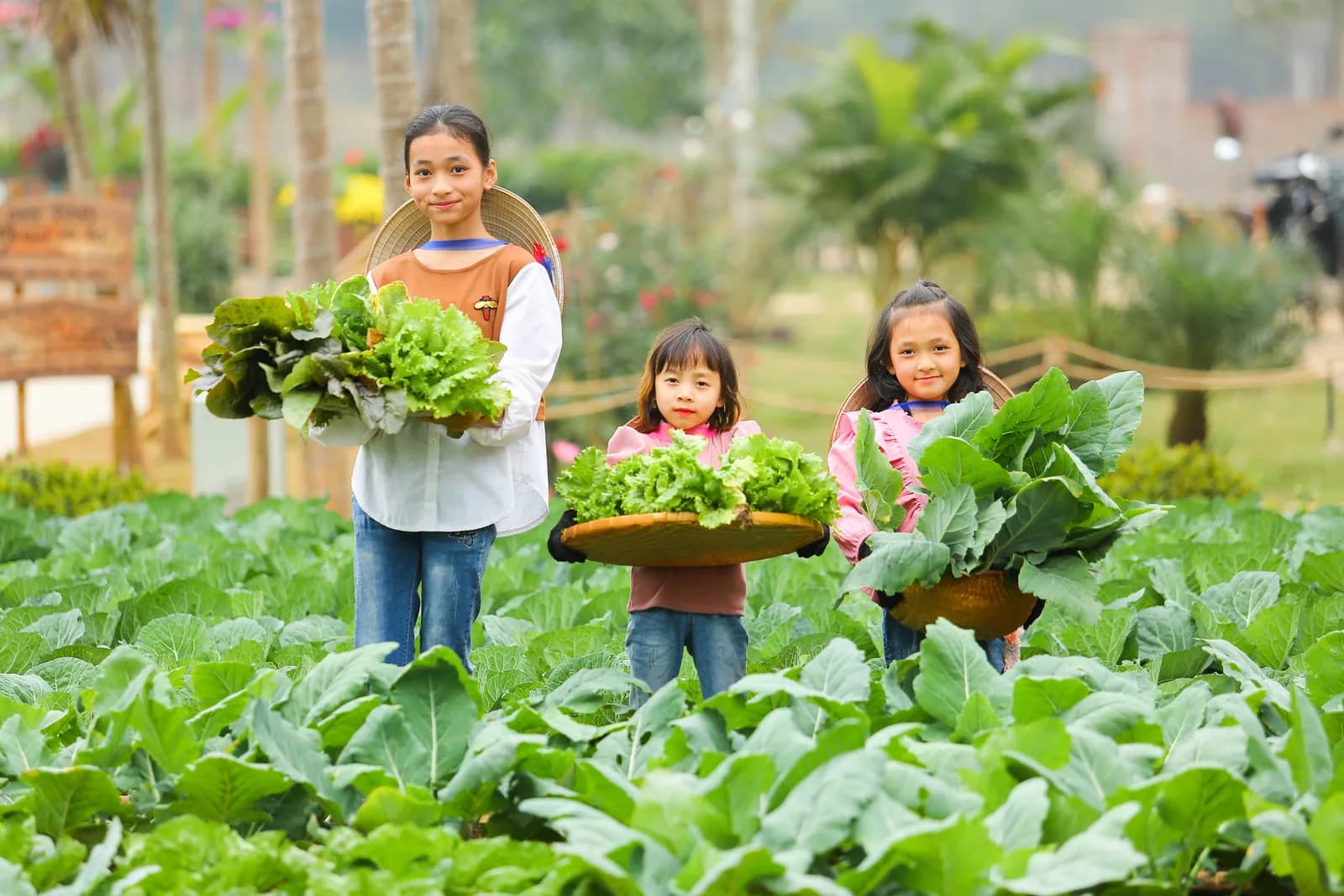 Farm rau sạch hữu cơ
