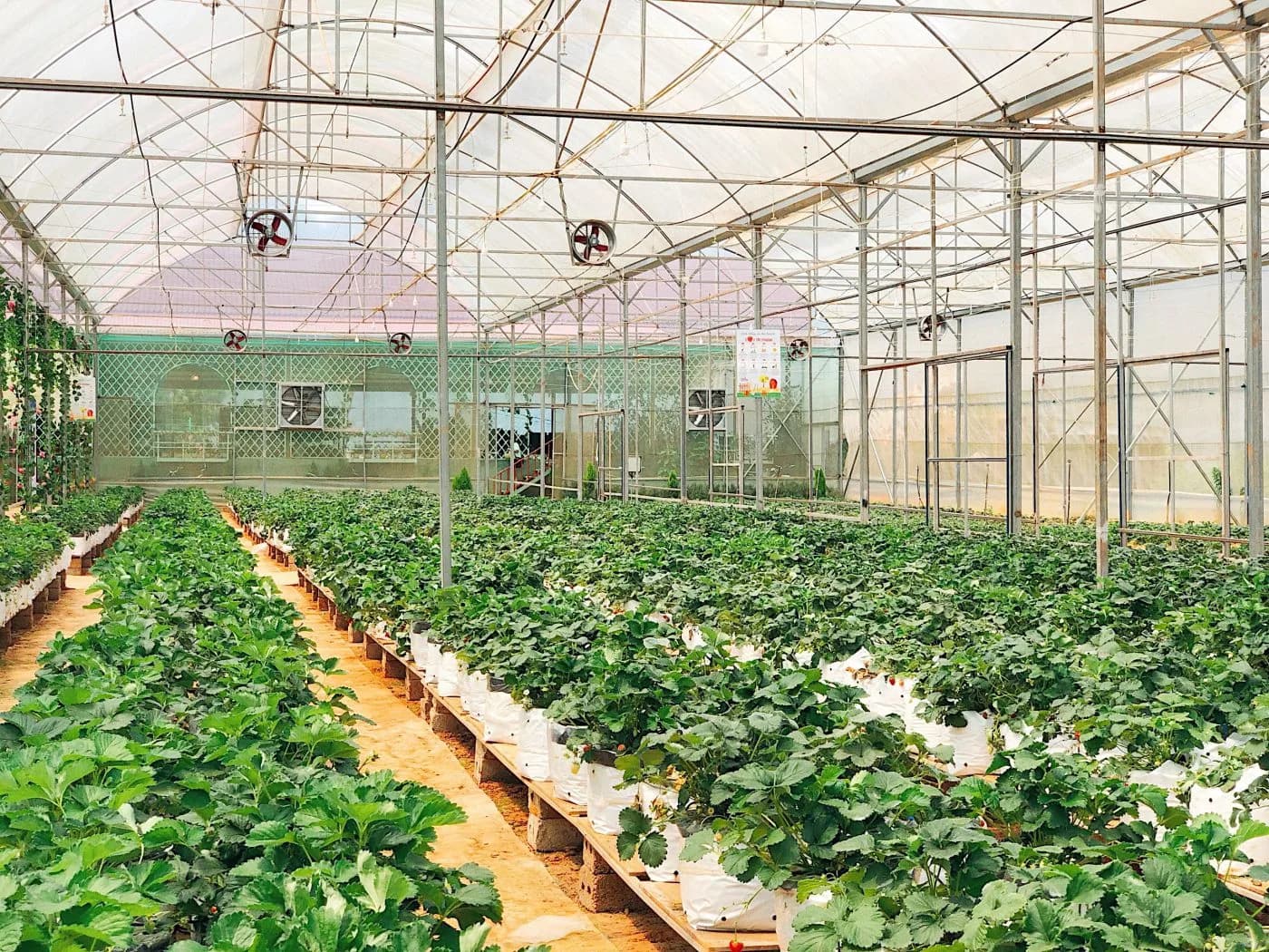 Phoenix Farm