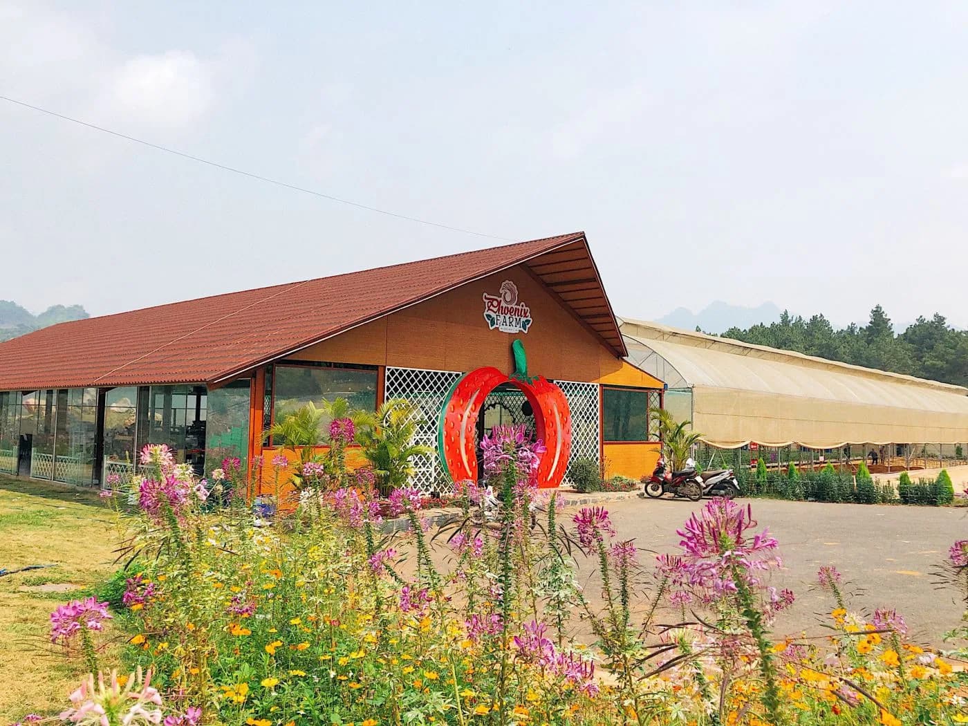 Vườn dâu Phoenix Farm