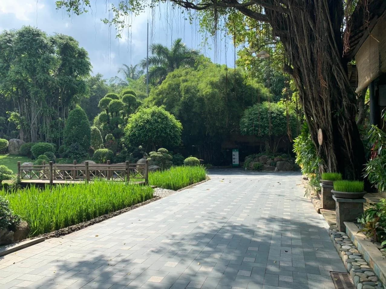 Vườn cây cổ thụ
