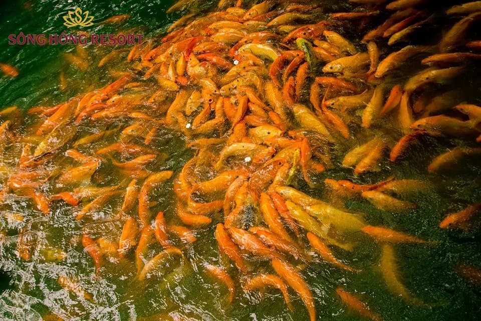 Vườn sinh thái & hồ cá Koi