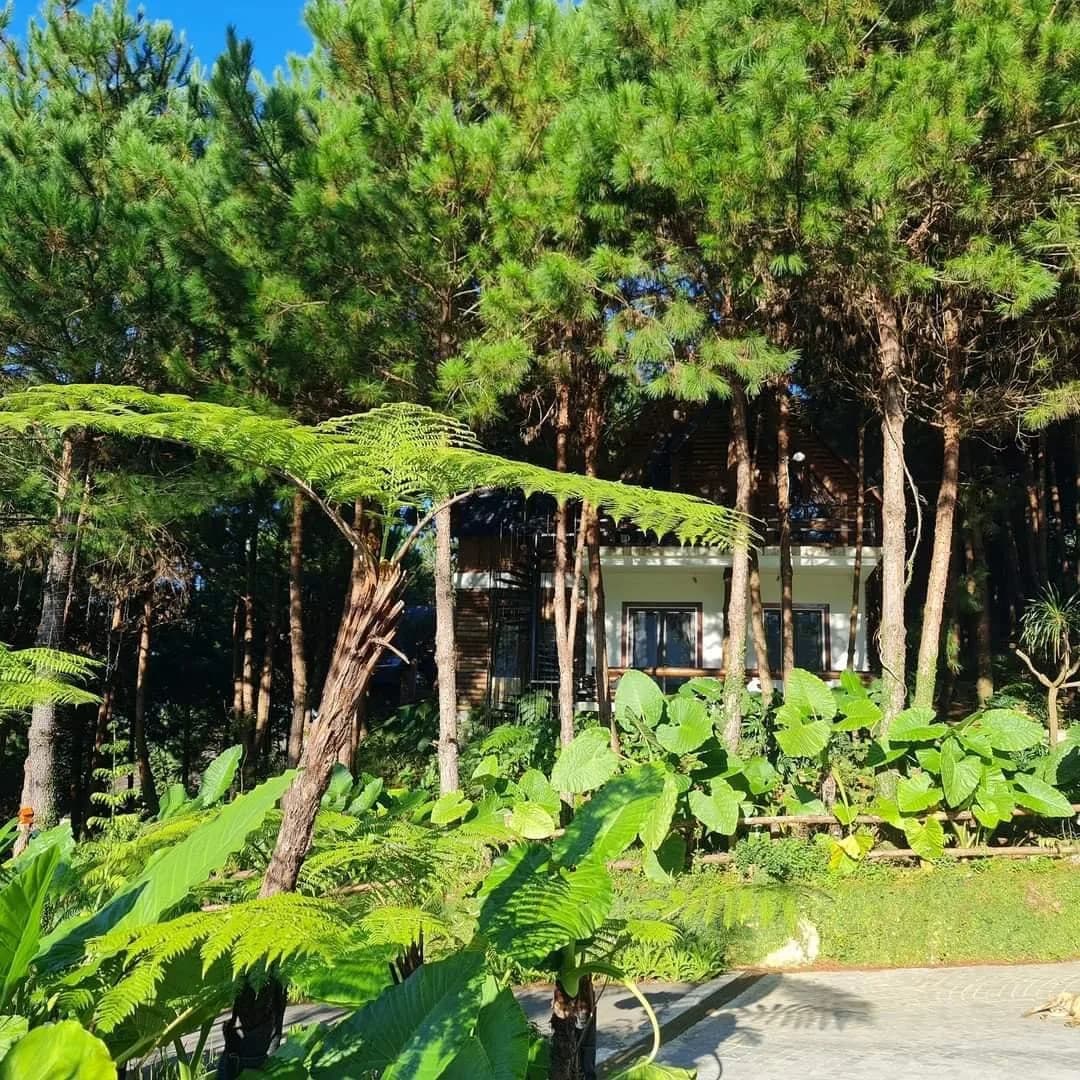 Rừng thông Hua Tạt