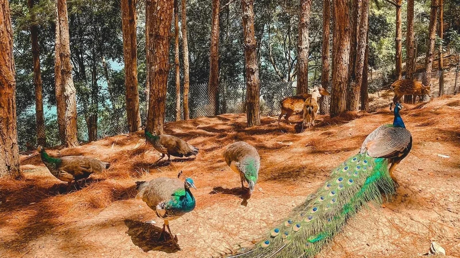 Vườn thú Eden giữa rừng