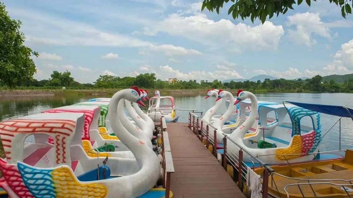 Đạp vịt thiên nga trên hồ