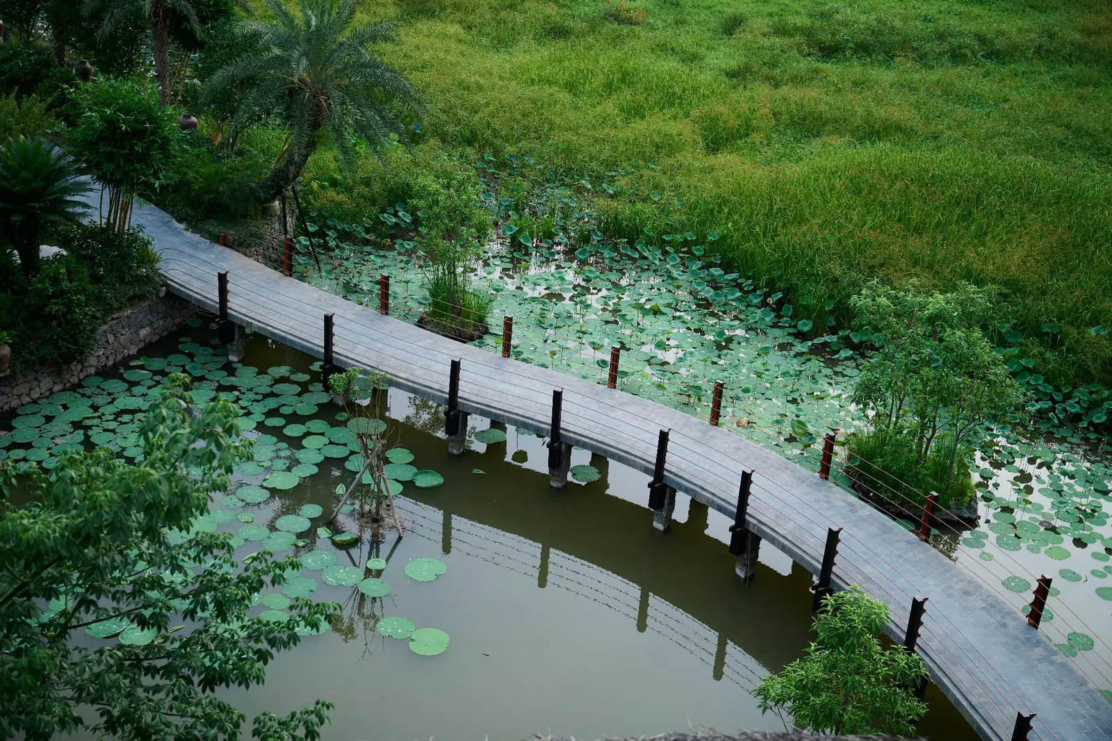 Cầu gỗ qua đầm sen