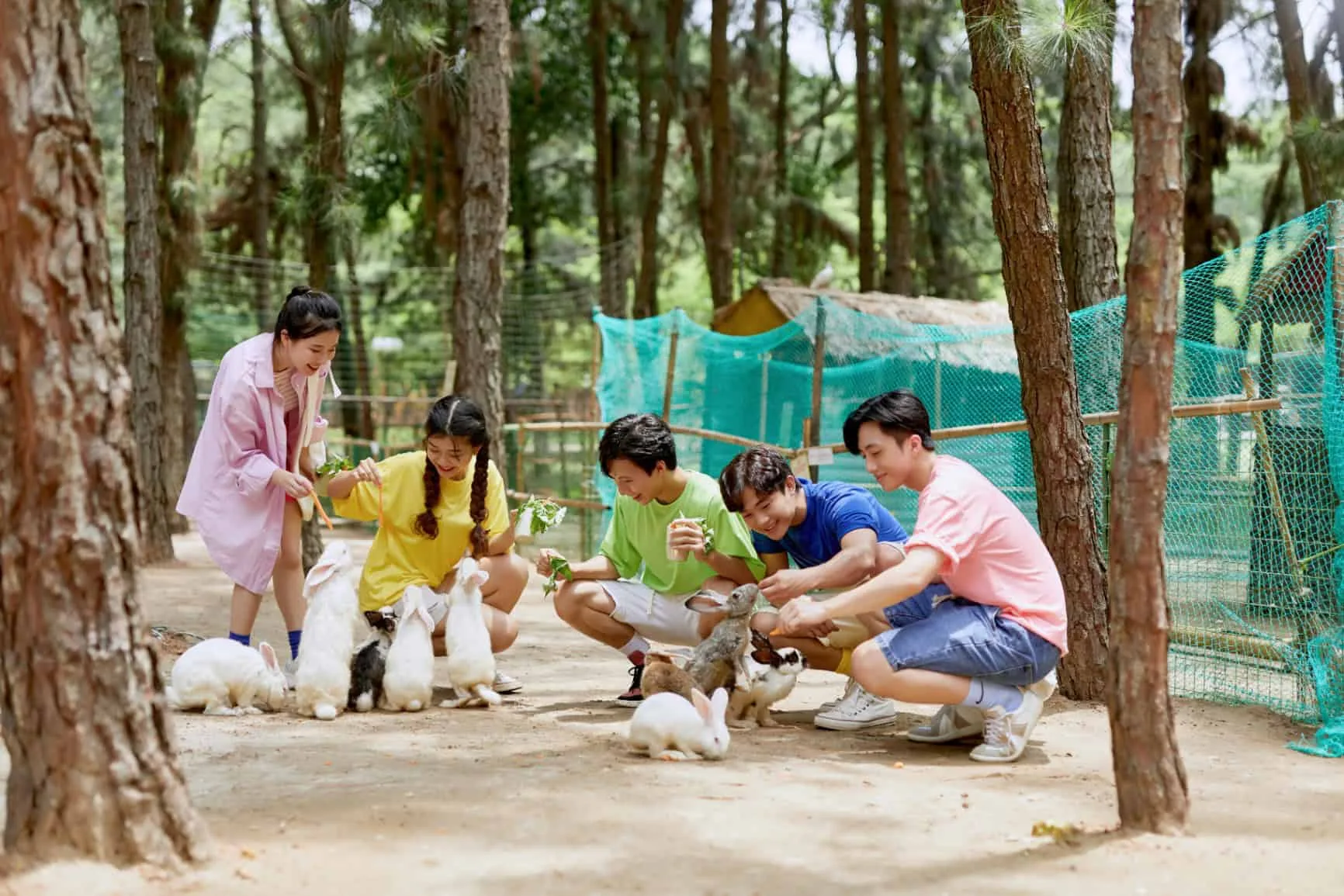 Nhóm bạn trẻ cho đàn thỏ trắng ăn rau dưới tán rừng thông ở vườn thú Hohoo Zoo, Flamingo Đại Lải