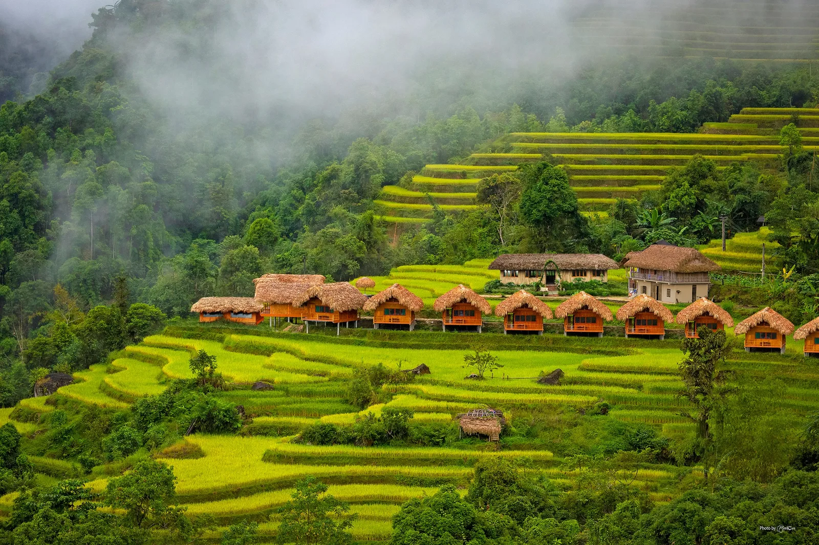 Hàng bungalow mái cọ giữa ruộng bậc thang lúa xanh vàng, sương mù phủ đồi phía sau tại Hoang Su Phi Lodge