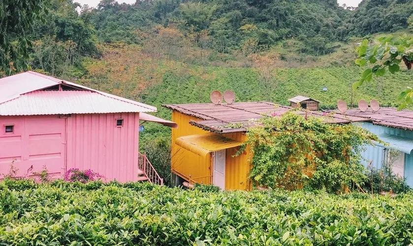 Những căn container sơn hồng, vàng, xanh nằm sau luống chè, phía sau là sườn đồi chè và rừng cây tại Mộc Châu Arena Village