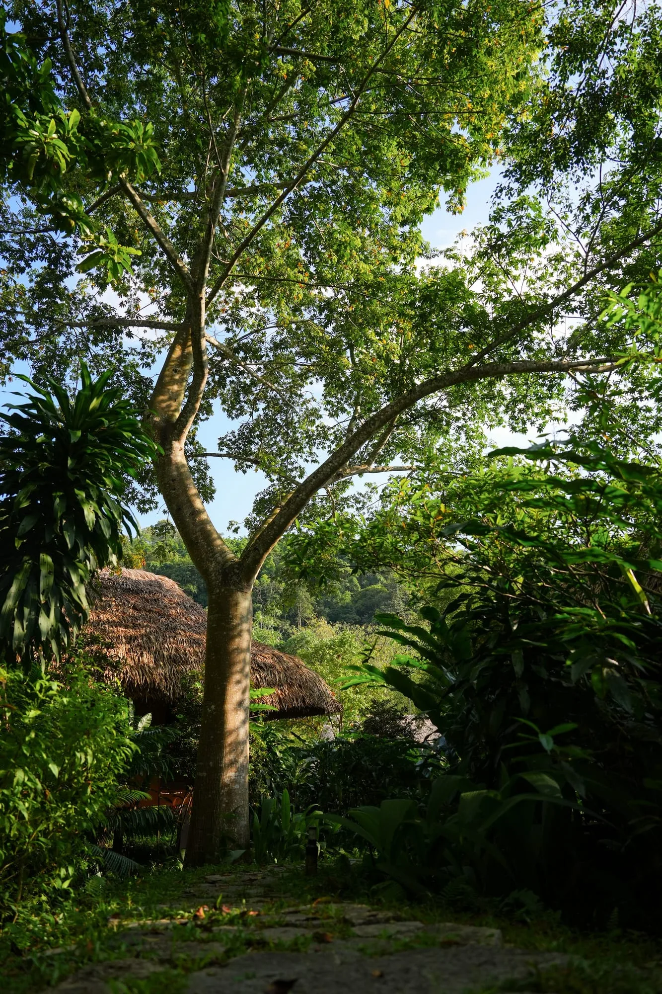 Vườn và rừng cây