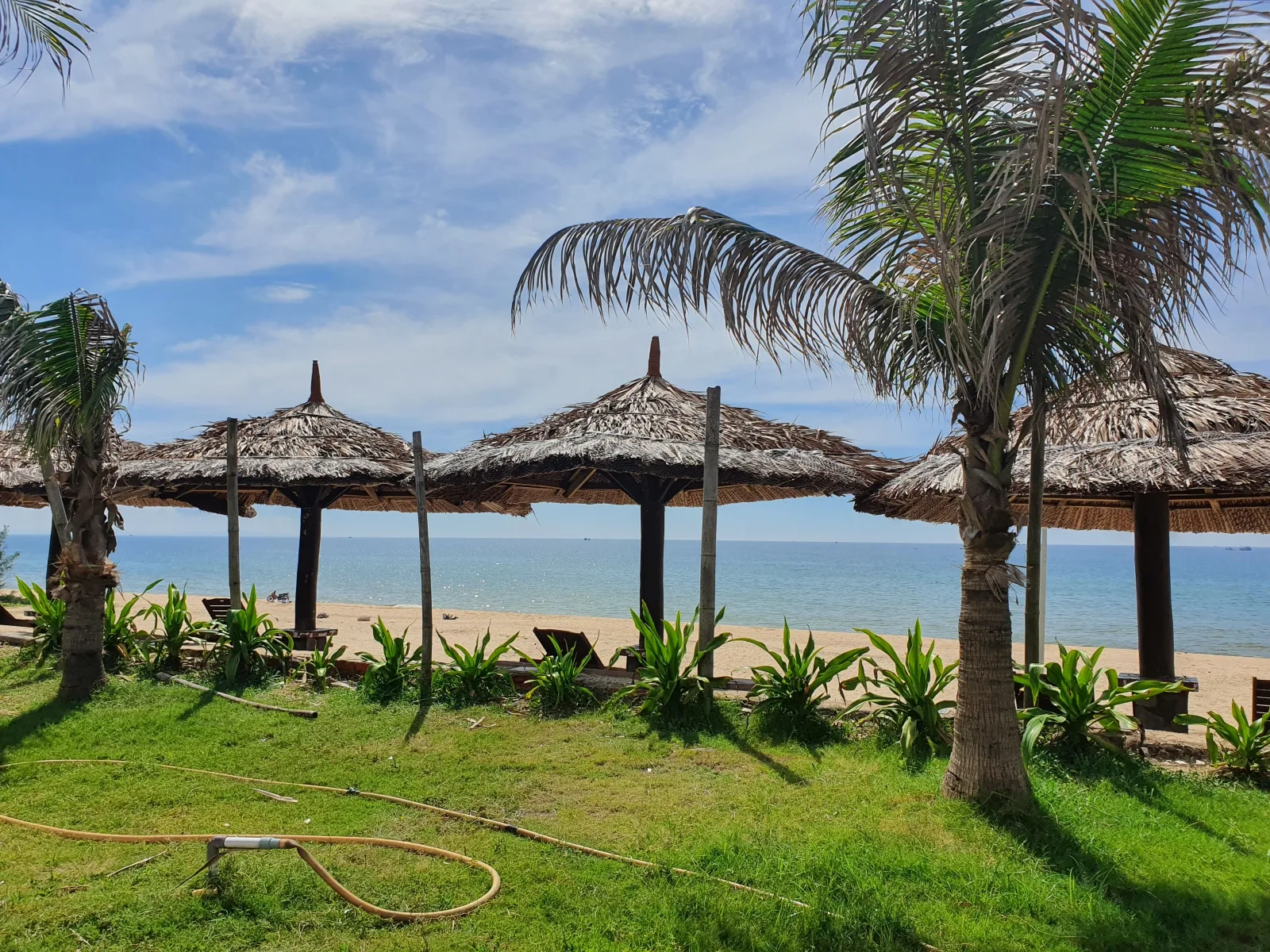 Hàng chòi lá và ghế nằm dưới rặng dừa bên bãi cát, biển xanh phía trước tại Sea Lion Beach Resort & Spa
