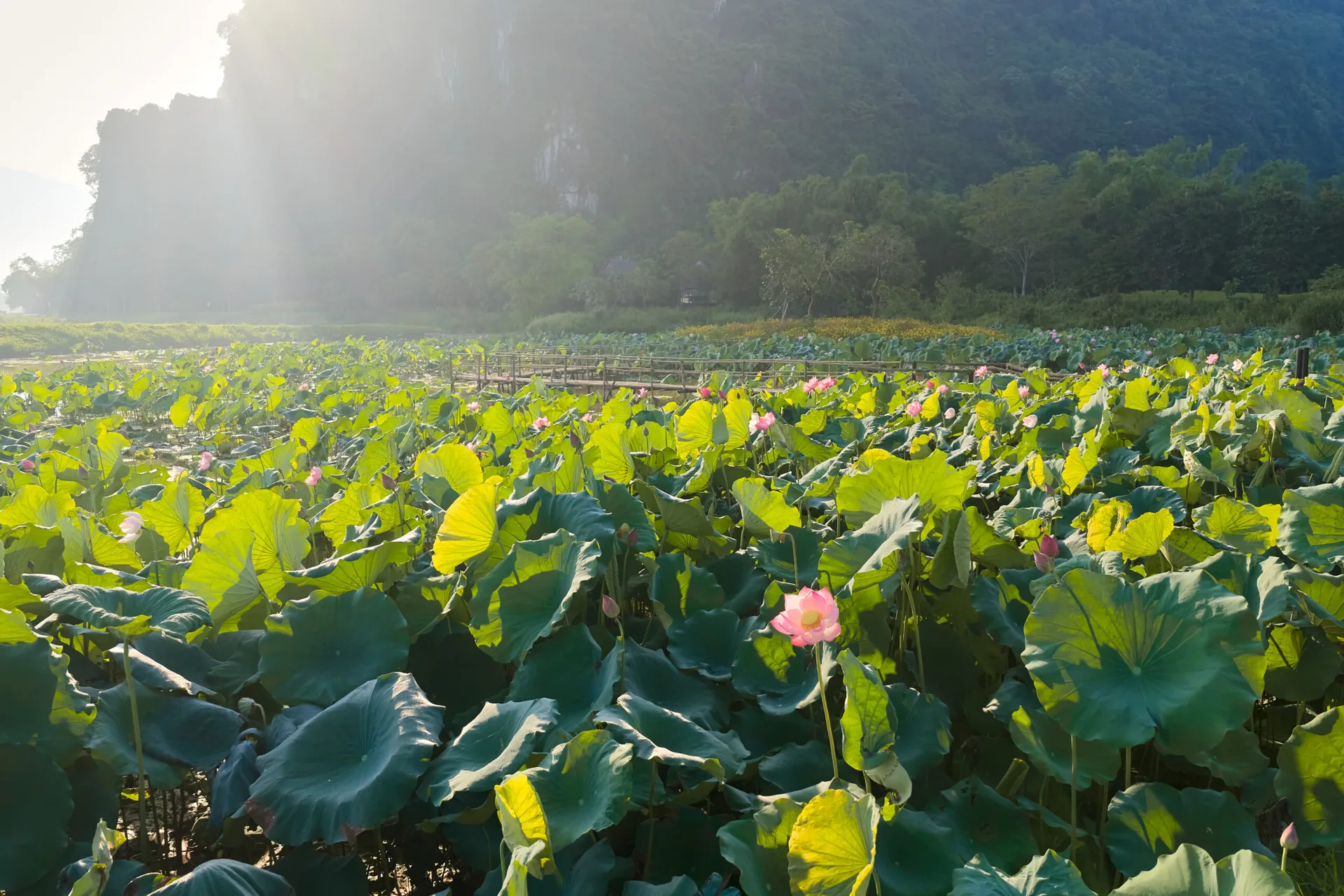 Đầm sen lá xanh điểm hoa hồng dưới chân núi đá vôi trong khuôn viên Serena Resort Kim Bôi, nắng sớm xuyên qua sương