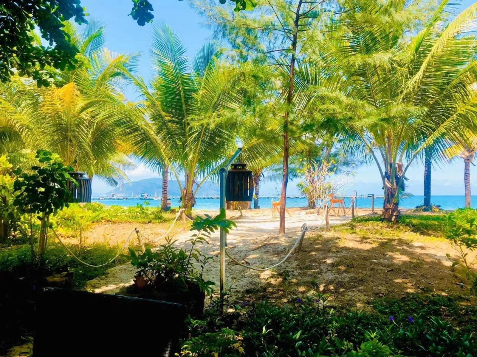 Khuôn viên vườn dừa