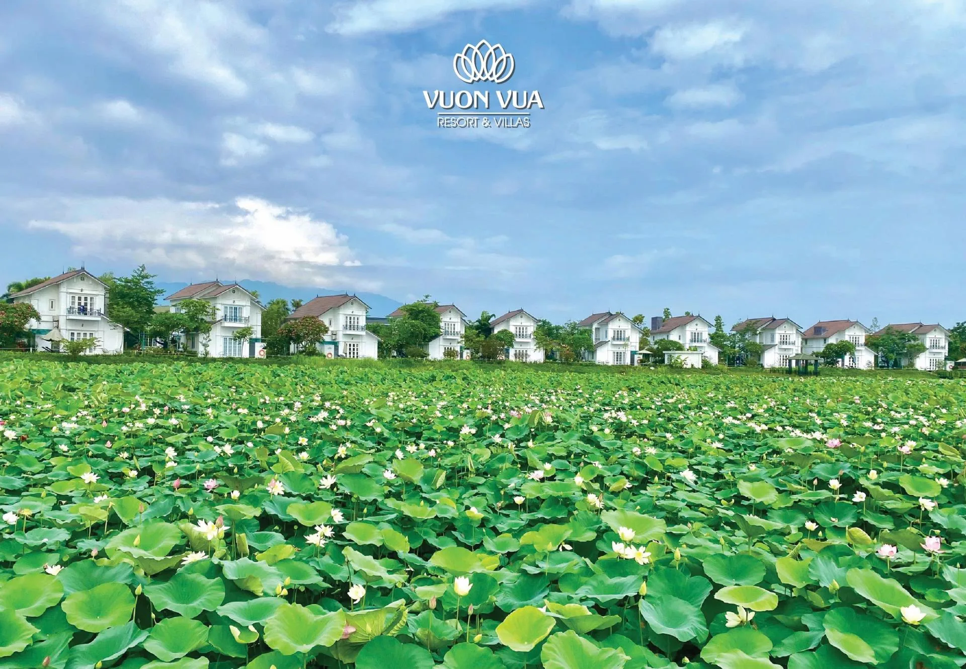 Đầm sen nở hoa trắng hồng trước dãy biệt thự trắng 2 tầng ở Vườn Vua Resort & Villas, núi mờ phía xa